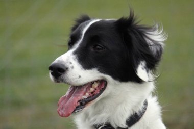 Bahçe kenar kömür ocağı portre