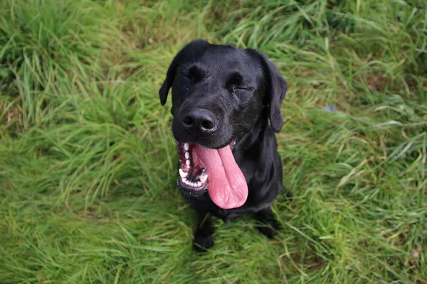 Funny Black Labrador Sitting Garden Long Tongue — Stock Photo, Image