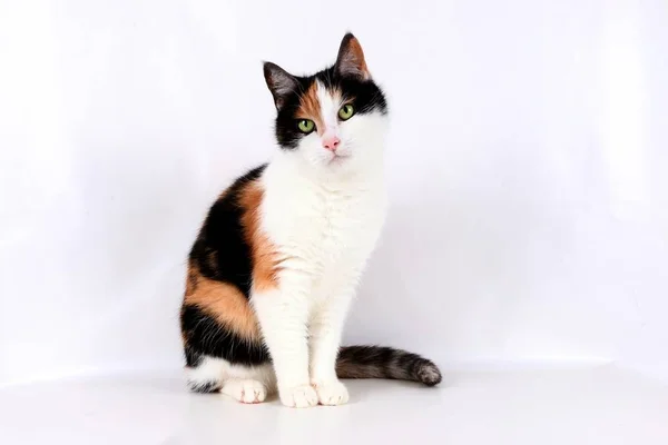 güzel renkli kedi stüdyoda oturuyor