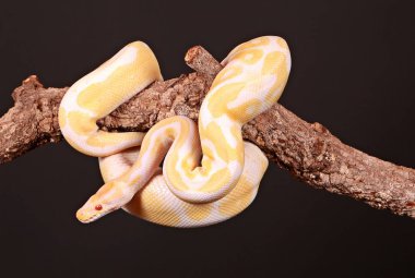 yellow snake is entwined on a limb in the studio