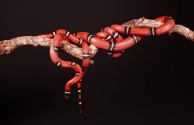 two red snakes are entwined on a limb in the studio clipart
