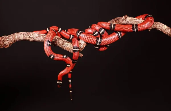 Two Red Snakes Entwined Limb Studio — Stock Photo, Image