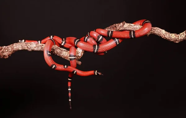 Két Piros Kígyók Összefonódott Végtag Stúdióban — Stock Fotó
