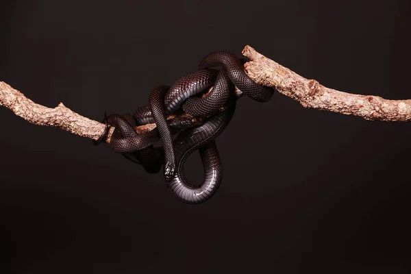 Zwei Schwarze Schlangen Sind Atelier Auf Einem Glied Verschlungen — Stockfoto