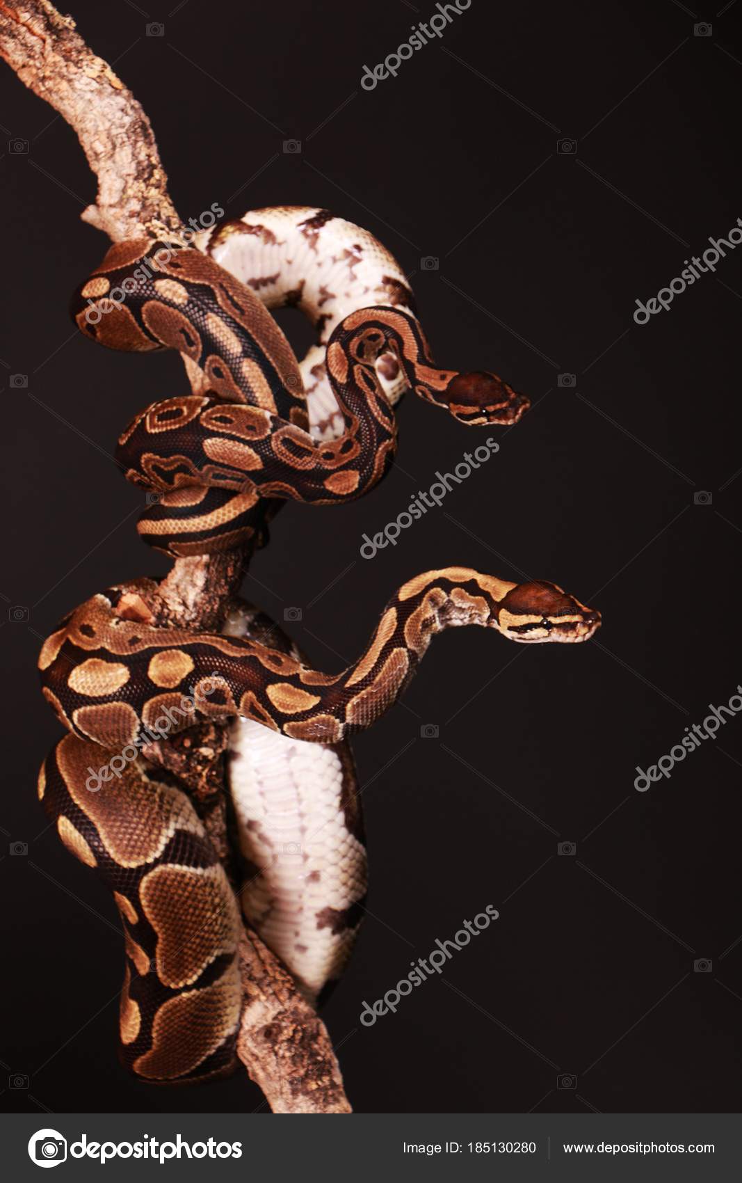 Two Pythons Entwined Limb Studio Stock Photo by ©BiancaGrueneberg 185130280