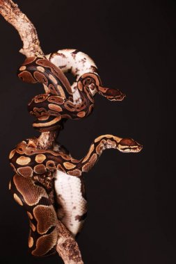 two pythons are entwined on a limb in the studio clipart