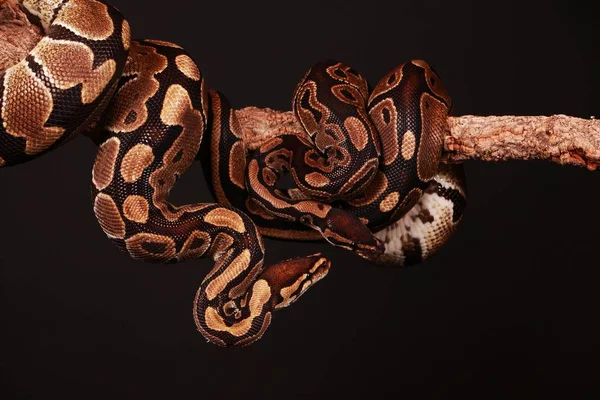 つのニシキヘビがスタジオで手足に絡んだ — ストック写真