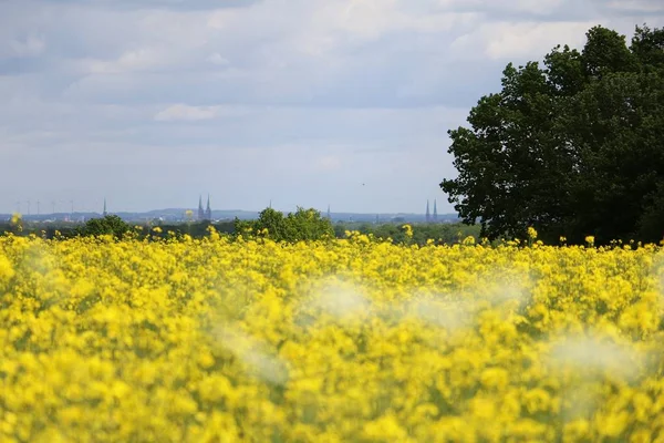 Campo Semillas Colza Romántica Con Hermosa Vista Una Gran Ciudad — Foto de Stock