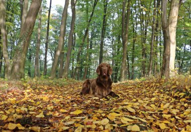 kahverengi düz boyalı retriever sonbahar ormanda yalan söylüyor