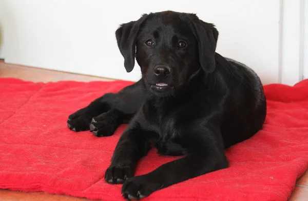 Czarny Labrador Retriever Leży Salonie Dywan — Zdjęcie stockowe