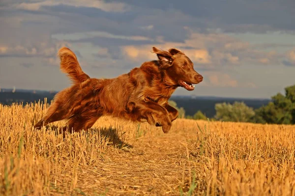 Kahverengi Düz Boyalı Retriever Anız Sahada Çalışan — Stok fotoğraf