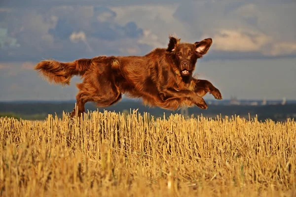 Braun Lackierter Retriever Fliegt Über Stoppelfeld — Stockfoto