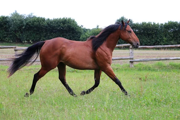 Cavalo Marrom Está Andando Paddock — Fotografia de Stock