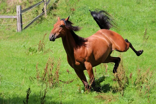 Grappige Bruin Paard Wordt Uitgevoerd Paddock — Stockfoto