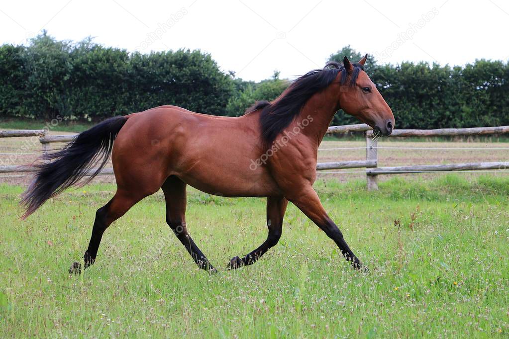 brown horse is walking on the paddock