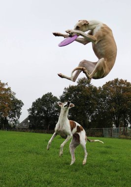 iki komik oyun galgos Bahçe ve bir havada bir frizbi yakalamak