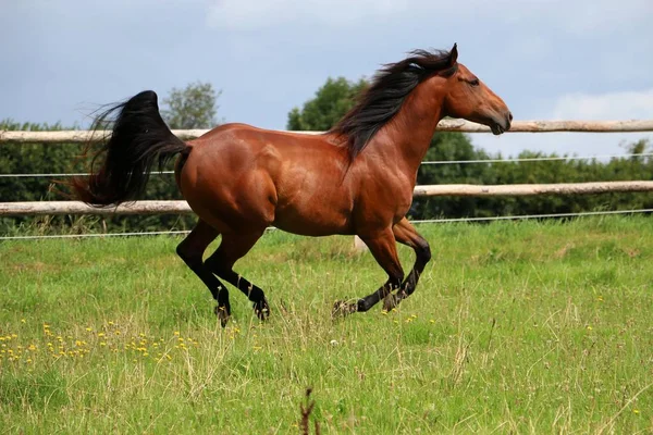 Caballo Marrón Está Corriendo Paddock Sol — Foto de Stock