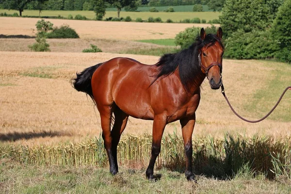 Cavalo Marrom Está Campo Milho — Fotografia de Stock