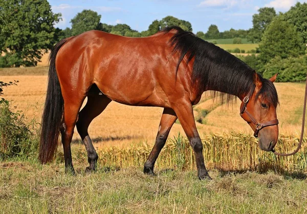 Brown Horse Standing Corn Field — Stock Photo, Image