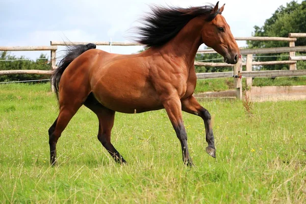 Cavalo Marrom Está Correndo Cais Sol — Fotografia de Stock