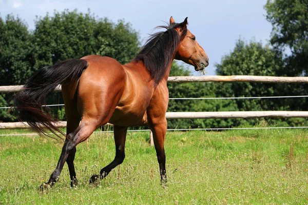 Cavalo Marrom Está Andando Piquete — Fotografia de Stock