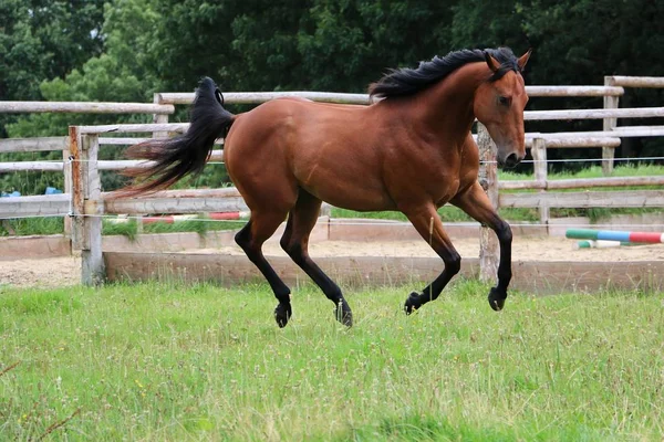 Bruin Paard Wordt Uitgevoerd Paddock — Stockfoto