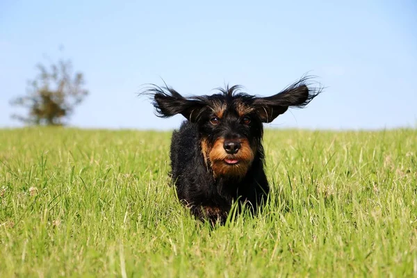 Dachshound Drut Włosach Jest Uruchomiony Ogrodzie — Zdjęcie stockowe