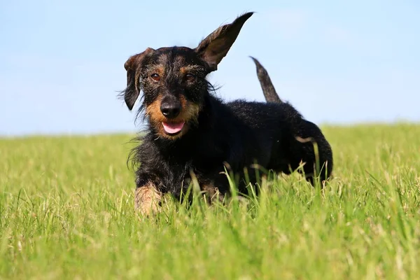 Tel Saçlı Dachshound Bahçede Çalışıyor — Stok fotoğraf