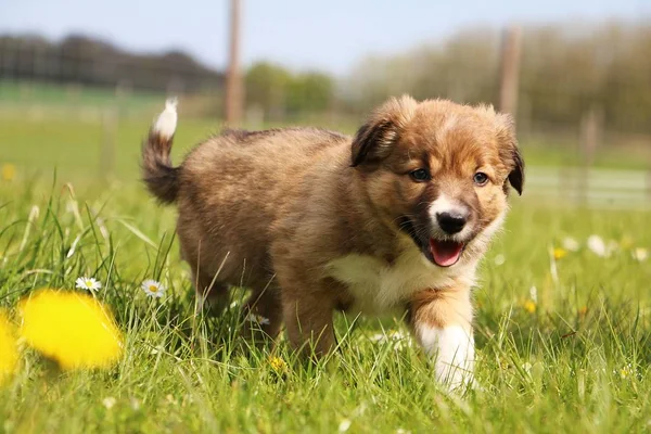 Brun Frontière Collie Chiot Marche Dans Jardin — Photo