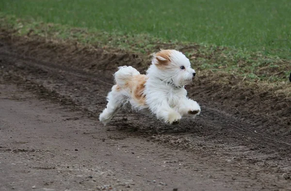 Pequeno Havanese Está Correndo Uma Maneira Arenosa — Fotografia de Stock