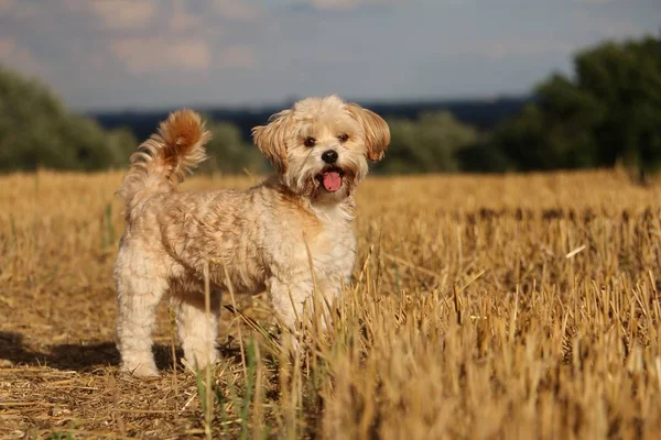 Kleiner Brauner Hund Steht Auf Einem Stoppelfeld — Stockfoto