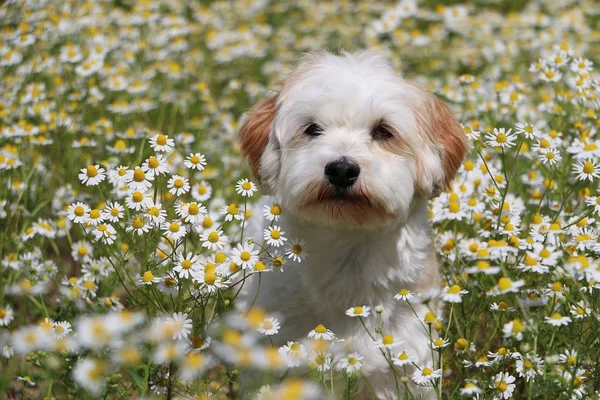 Kleine Havanezer Zit Een Gebied Van Lentebloemen — Stockfoto