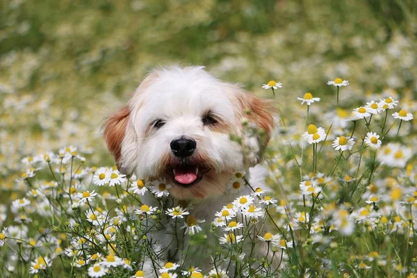 Μικρό Havanese Κάθεται Ένα Πεδίο Ανοιξιάτικα Λουλούδια — Φωτογραφία Αρχείου