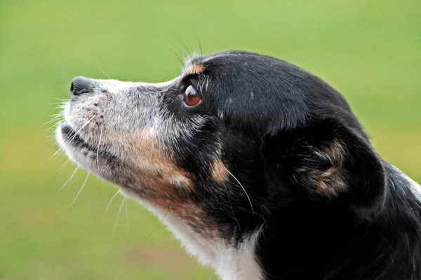 Güzel Küçük Karışık Köpek Portre Bahçede — Stok fotoğraf