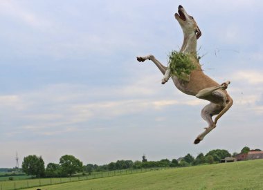 komik uçan sighthound bahçede