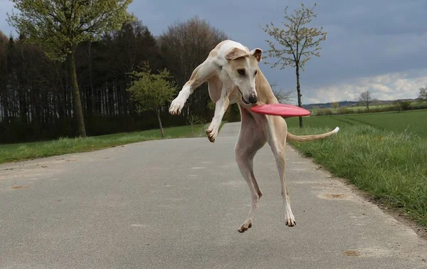 Komik Kahverengi Sighthound Frizbi Parkta Oynuyor — Stok fotoğraf