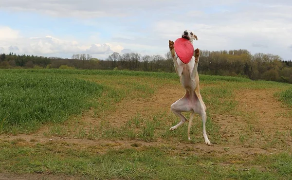 Engraçado Marrom Sighthound Está Jogando Frisbee Parque — Fotografia de Stock