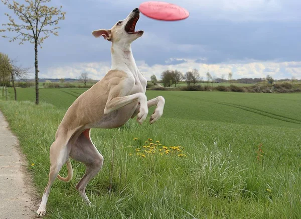 Αστείο Καφέ Sighthound Παίζει Frisbee Στο Πάρκο — Φωτογραφία Αρχείου