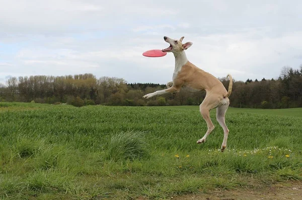Lustiger Brauner Windhund Spielt Frisbee Park — Stockfoto