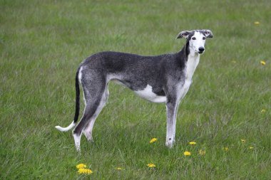güzel galgo parkta duruyor
