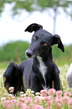 siyah galgo yonca alanında yalan söylüyor