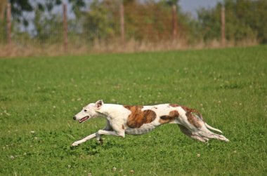güzel galgo parkta çalışıyor