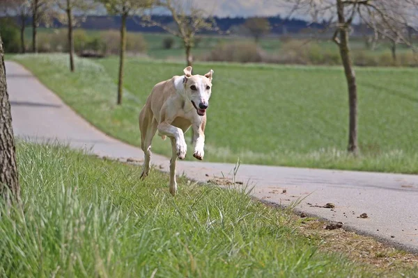 Galgo Marrom Está Correndo Rua — Fotografia de Stock