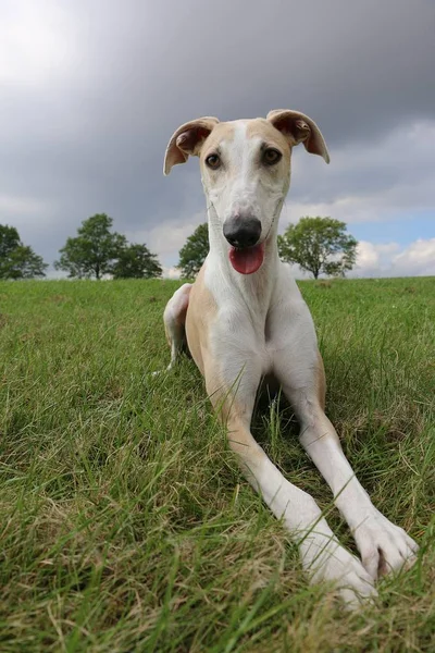 Kahverengi Galgo Parkta Yatıyor — Stok fotoğraf