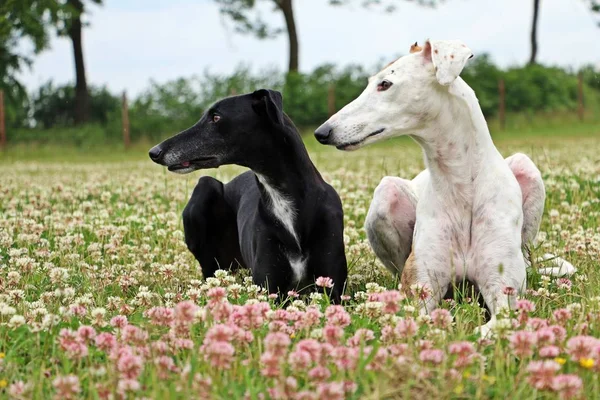 iki güzel galgos bir yonca alan bahçe içinde yalan