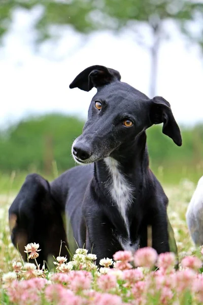 Μαύρο Galgo Είναι Ξαπλωμένος Ένα Πεδίο Τριφύλλι — Φωτογραφία Αρχείου