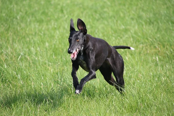 siyah galgo parkta çalışıyor