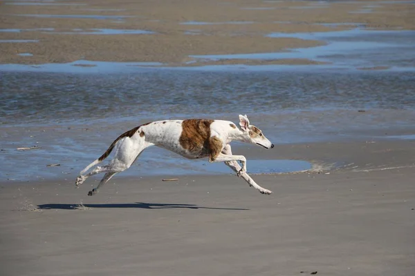 Galgo 在海滩上奔跑 — 图库照片