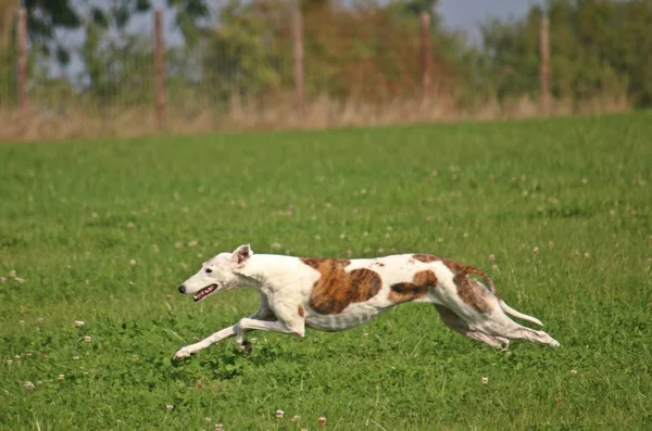 Bastante Galgo Está Corriendo Parque — Foto de Stock