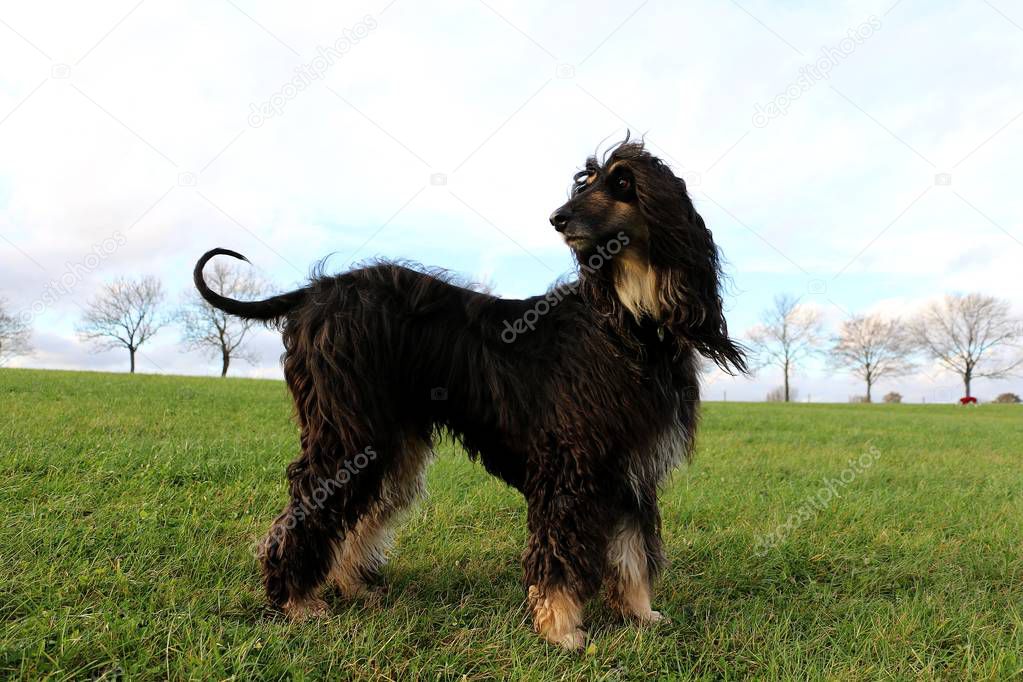 afghan hound is standing in the park